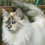 Охос азулес длинношерстный - уход