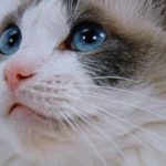 Охос азулес - содержание