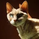 Орегон рекс - описание породы