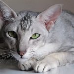 Ориентальная короткошерстная кошка - особенности породы