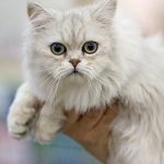 Шантильи Тиффани - уход