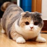 Шотландская вислоухая - описание породы