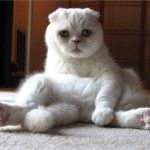 Шотландская вислоухая - содержание
