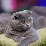Шотландская вислоухая - уход