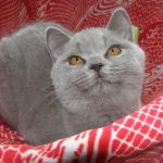 Шотландские прямоухие кошки - популярная порода