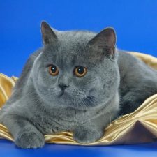 Шотландские прямоухие кошки - рассудительная порода
