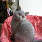 Шотландские прямоухие кошки - содержание