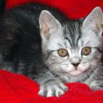 Шотландские прямоухие кошки - уход
