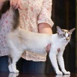 Сейшельская длинношерстная - описание породы