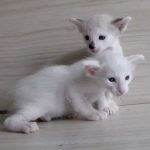 Сейшельская длинношерстная - уход