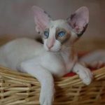 Сейшельская короткошерстная - особенности породы