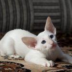 Сейшельская короткошерстная - содержание