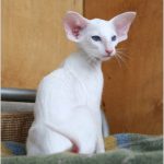 Сейшельская короткошерстная - уход