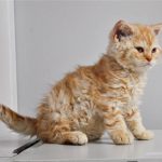 Селкирк рекс короткошерстный - описание породы