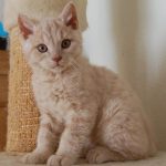 Селкирк рекс короткошерстный - особенности породы