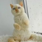 Селкирк рекс короткошерстный - уход