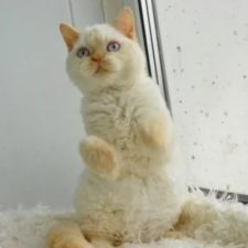 Селкирк рекс короткошерстный - уход