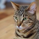 Серенгети - кошки-лидеры