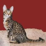 Серенгети - описание породы