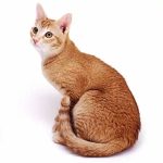 Цейлонская кошка - уход
