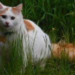 Турецкий ван - описание породы