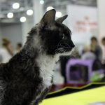 Уральский рекс длинношерстный - описание породы