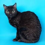 Уральский рекс короткошерстный - малочисленная порода