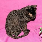 Уральский рекс короткошерстный - описание породы