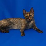 Уральский рекс короткошерстный - особенности породы