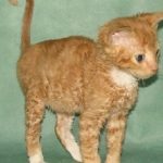 Уральский рекс короткошерстный - содержание
