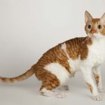 Уральский рекс короткошерстный - уход