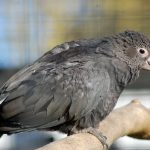 Большой попугай ваза - вид из Красной книги