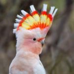 Какаду-инка - описание породы