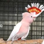 Какаду-инка - особенности породы