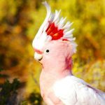 Какаду-инка - содержание