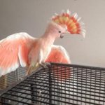 Какаду-инка - уход