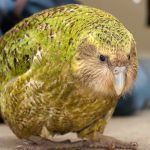 Какапо - редкий вид