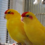 Какарики - домашний вид