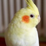 Корелла нимфа - описание породы