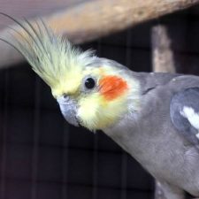 Корелла нимфа - содержание
