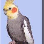 Корелла нимфа - уход