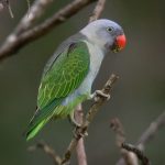 Синегузый попугай - редкий вид
