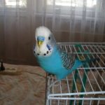 Волнистый попугай - хорошо обучаем речи