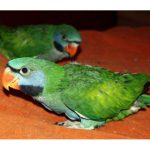 Китайский кольчатый попугай - особенности вида