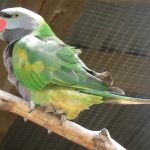 Китайский кольчатый попугай - разговорчивый вид