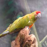 Красноухий ара - редкий вид