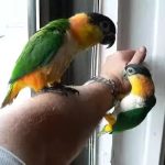 Черноголовый белобрюхий попугай - дружелюбный вид