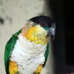 Черноголовый белобрюхий попугай - игривый вид