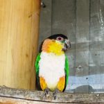 Черноголовый белобрюхий попугай - забавный вид