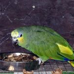 Венесуэльский амазон - дружелюбный вид